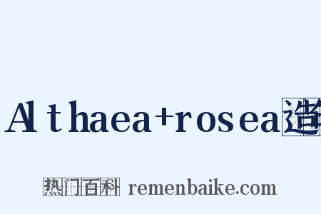 Althaea+rosea造句是什么意思的图片